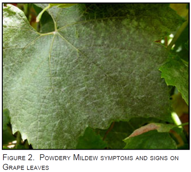 Identifying Downy mildew and Powdery mildew on Grapevine