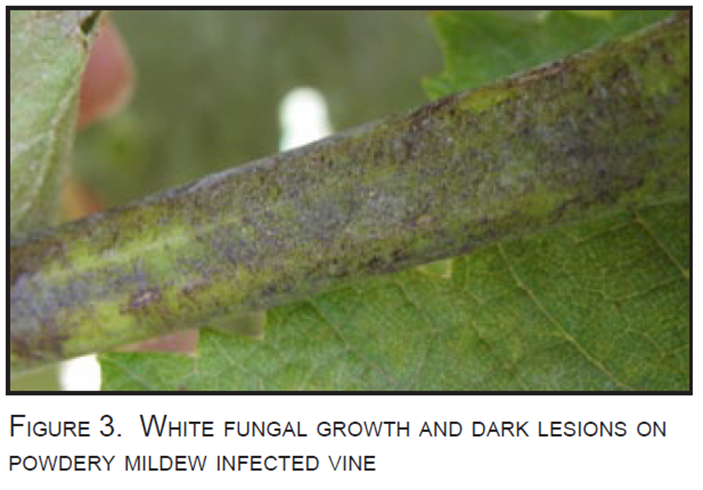Identifying Downy mildew and Powdery mildew on Grapevine
