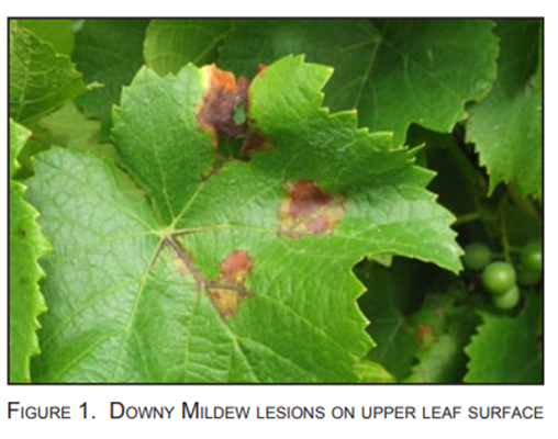 Identifying Downy mildew and Powdery mildew on Grapevine