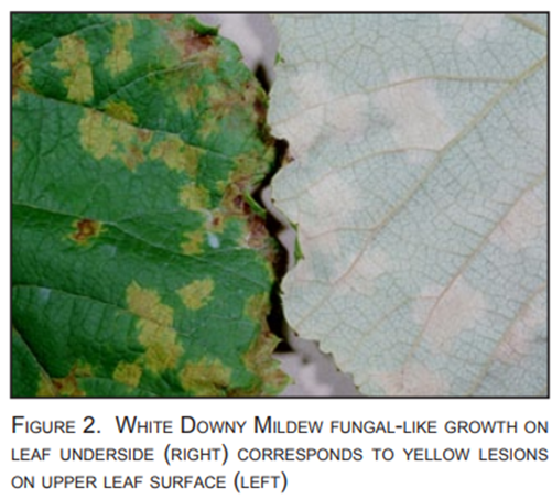 Identifying Downy mildew and Powdery mildew on Grapevine