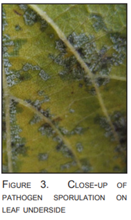 Identifying Downy mildew and Powdery mildew on Grapevine