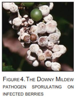 Identifying Downy mildew and Powdery mildew on Grapevine