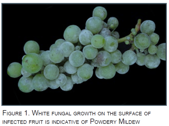 Identifying Downy mildew and Powdery mildew on Grapevine