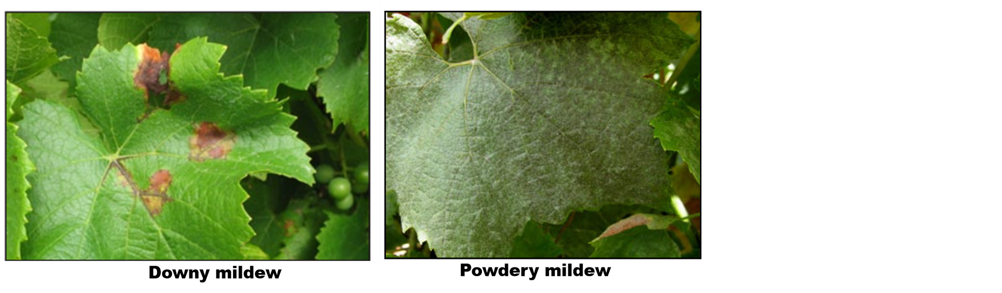 identifying-downy-mildew-and-powdery-mildew-on-grapevine