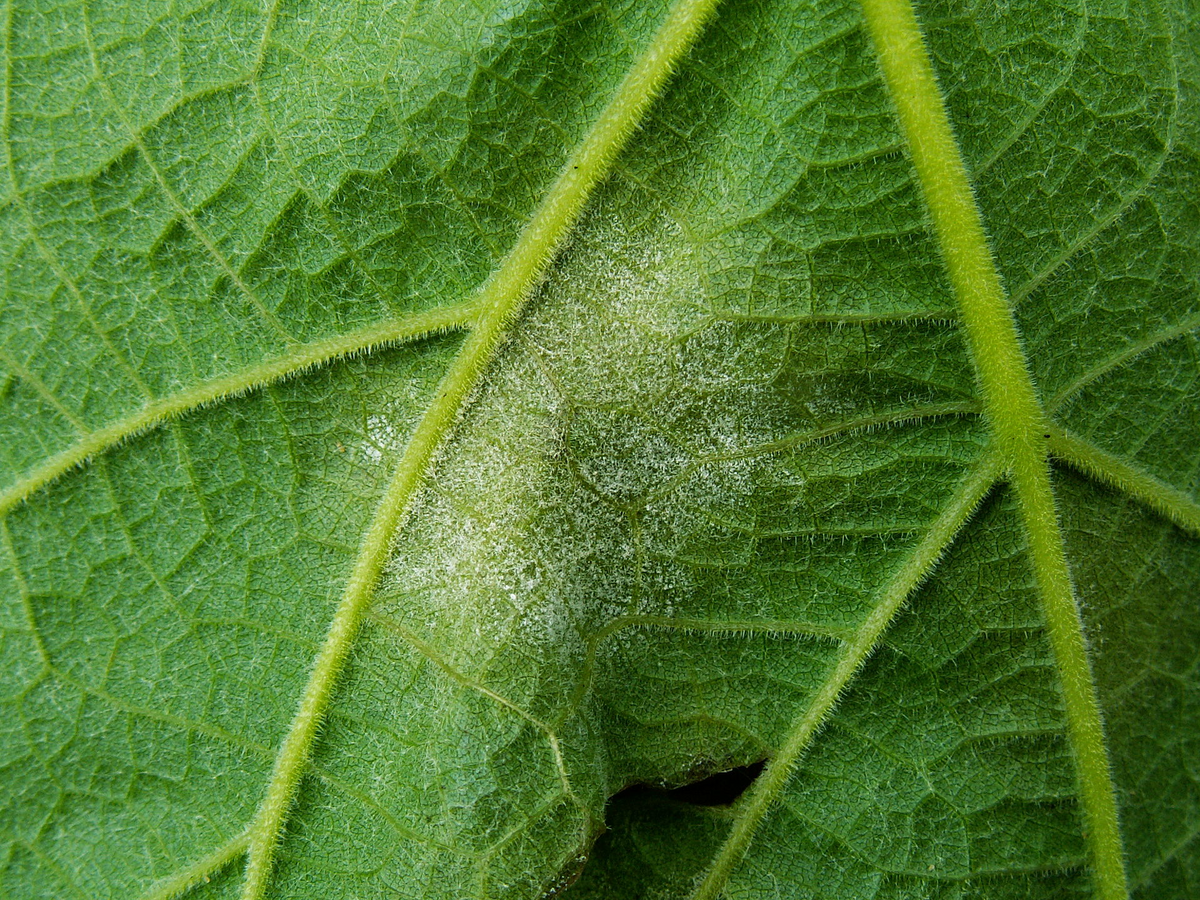 Downy Mildew on Grapevines (Plasmopara Viticola)