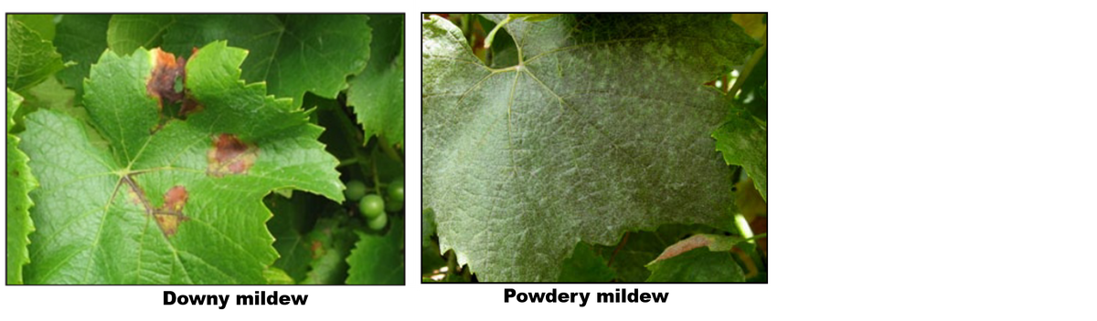 Identifying Downy mildew and Powdery mildew on Grapevine