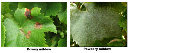 Identifying Downy mildew and Powdery mildew on Grapevine