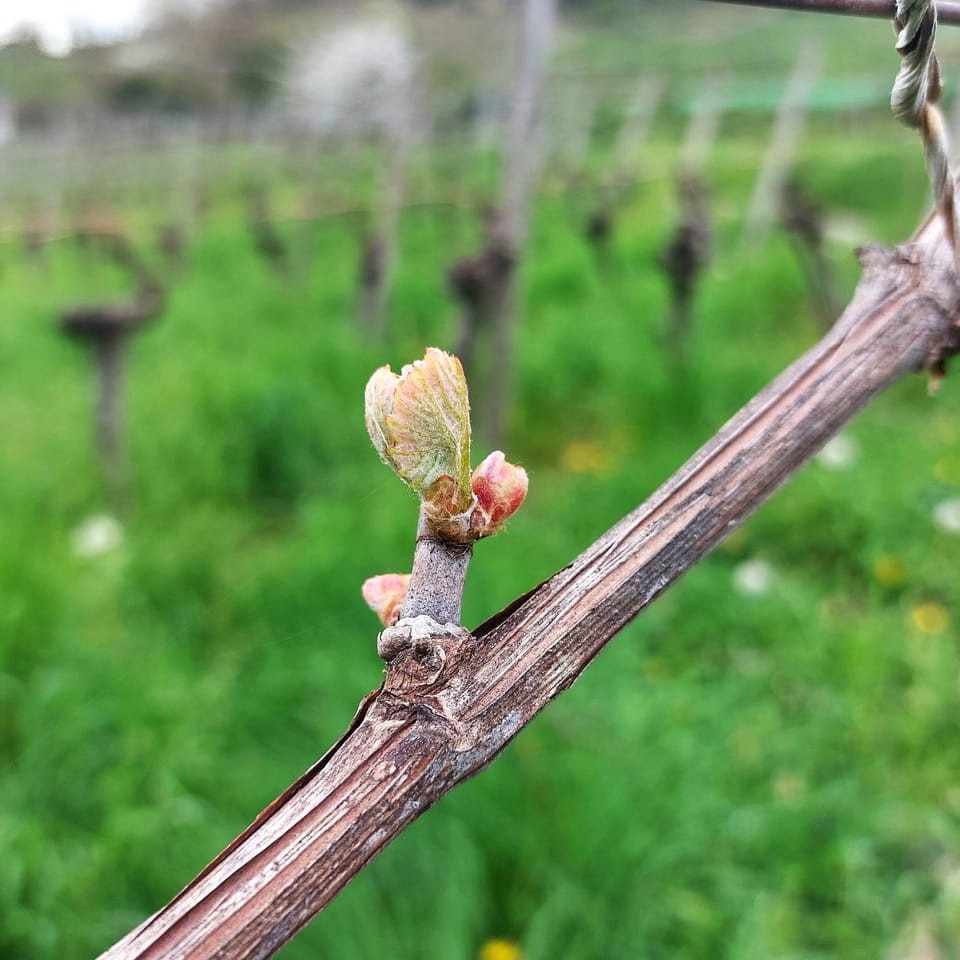 Grapevine Growth stages (BBCH scale)