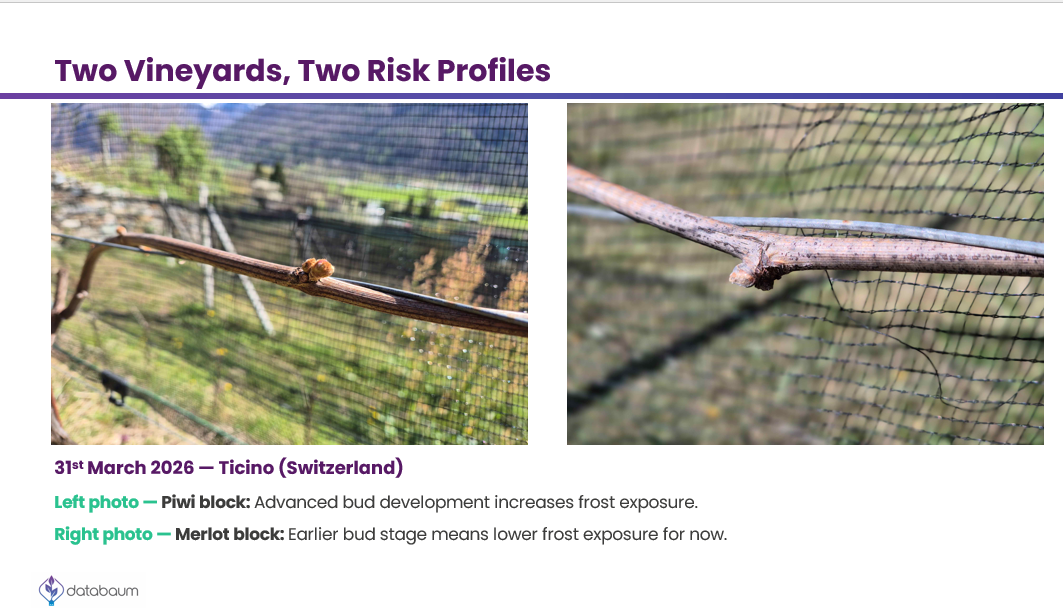 Due vigneti, due profili di rischio: cosa ci insegna il gelo in Ticino su una scelta varietale più intelligente